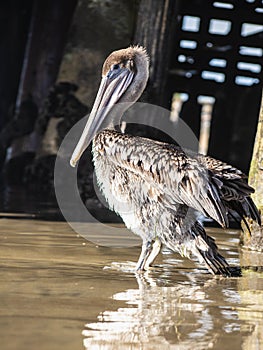 Pelican on the beach