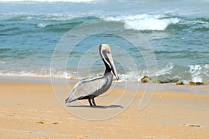 Pelican Beach