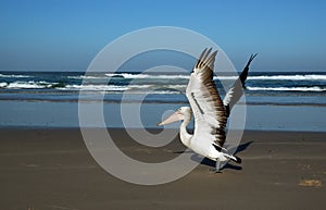 Pelican on the beach