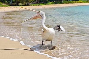 Pelican on the beach