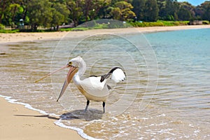 Pelican on the beach