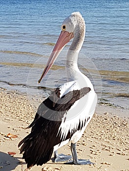 Pelican on the beach at bribie island