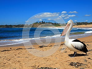 Pelican at beach of coastal area Sydney, Australia