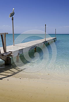 Pelican on beach dock La Paz Mexico