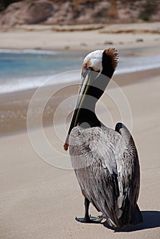 Pelican on beach of Los Cabos 3