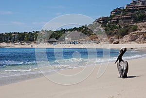 Pelican on beach of Los Cabos