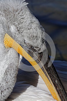 Pelican beak