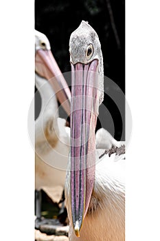 Pelican beak full size view with white framing on side
