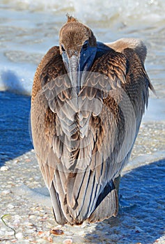 Pelican with Beak Tucked Backward!!