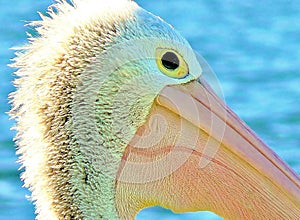 Pelican Beauty