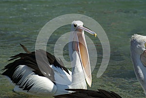 Pelican begging for food