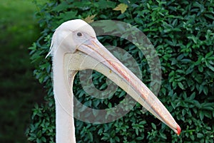 Pelican with big beak