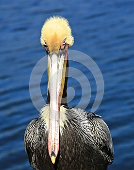 Pelican bird