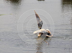 Pelican bird