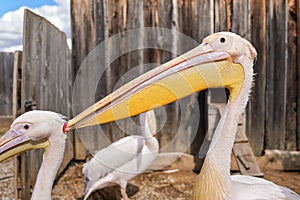 Pelican bird, blurred wooden farm fence background, more birds near, closeup detail to large beak