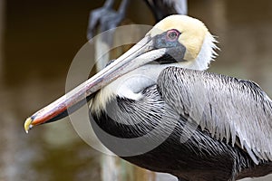 Pelican Bird Close Up Near Water