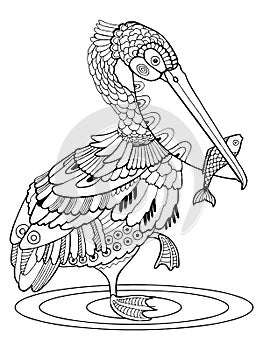 Pelican bird coloring book vector illustration