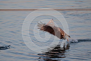 A pelican bird flying through the lake water with wings spreading motion blur