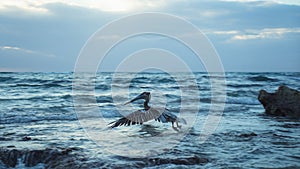 Pelican Bird Flying Mexico Sea Ocean Sunrise photo