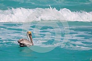 Pelican bird hunting in the Caribbean sea