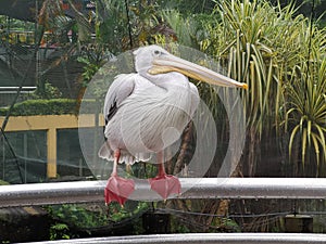 Pelican bird perched on metal bar