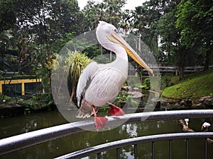 Pelican bird perched on metal bar