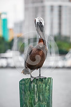 Pelican bird perched on a pole at St Petersburg Marina in Florida