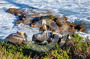 Pelican Bird perched on rock cliff above Pacific Ocean