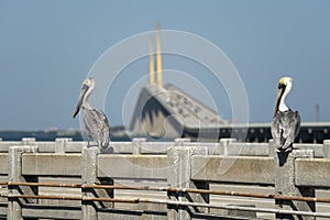 Pelican bird perching on railing in front of Sunshine Skyway Bridge over Tampa Bay in Florida with moving traffic