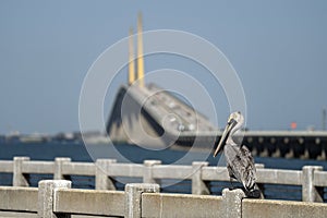 Pelican bird perching on railing in front of Sunshine Skyway Bridge over Tampa Bay in Florida with moving traffic