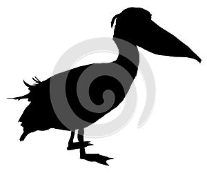 Pelican bird silhouette vector