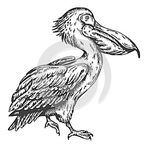 Pelican bird sketch