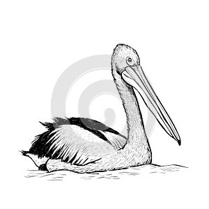 Pelican bird sketch black and white hand drawing.