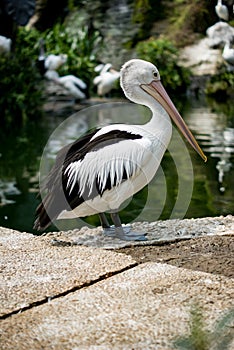 Pelican bird standing near the water