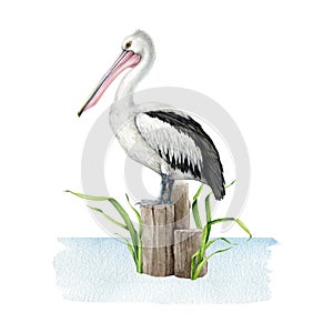 Pelican bird standing on wooden bollard. Watercolor illustration. Hand drawn wildlife waterfowl avian. Beautiful