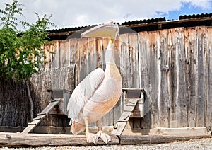 Pelican bird standing on wooden log, blurred wooden farm fence background, closeup detail