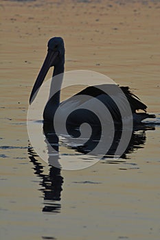 A Pelican Bird swimming on a lake at sunset