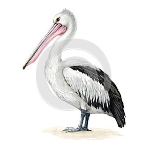 Pelican bird watercolor illustration. Hand drawn Pelecanus conspicillatus avian. Beautiful Australian pelican wildlife photo