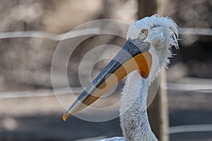 Portrait of a Pelican photo