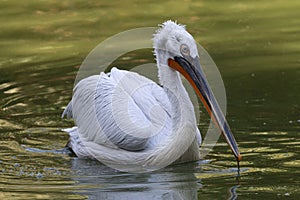 Portrait of a Pelican photo