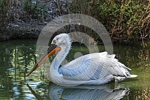 Portrait of a Pelican photo