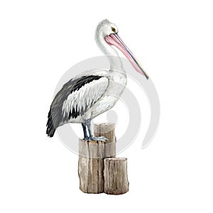 Pelican bird on a wooden bollard. Watercolor illustration. Hand drawn wildlife waterfowl avian. Australia native bird photo
