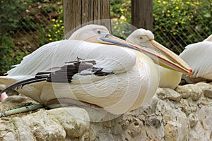 Pelican