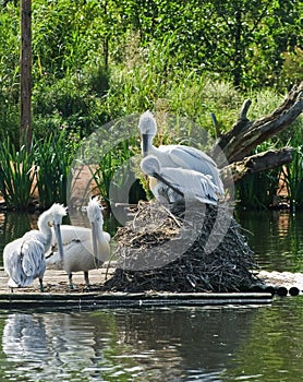 Pelican Birds