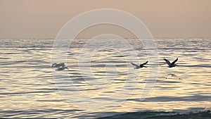 Pelican Birds Flying Over the Ocean in Slow Motion