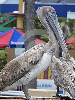 Pelican birds at Miami Seaquarium