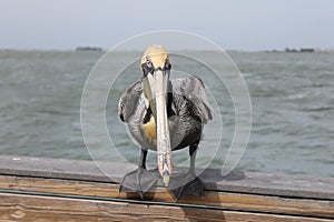 Pelican, Birds, Natural Habitat, Florida birds, Pier birds, muelle, puerto, bird photo