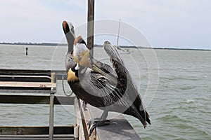 Pelican, Birds, Natural Habitat, Florida birds, Pier birds, muelle, puerto, bird photo