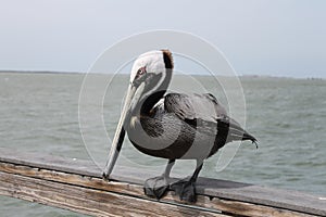 Pelican, Birds, Natural Habitat, Florida birds, Pier birds, muelle, puerto, bird photo