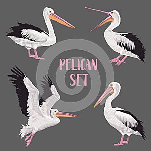 Pelican Birds Set. Animals in the Wild. Wildlife Seabirds. Watercolor Waterbird
